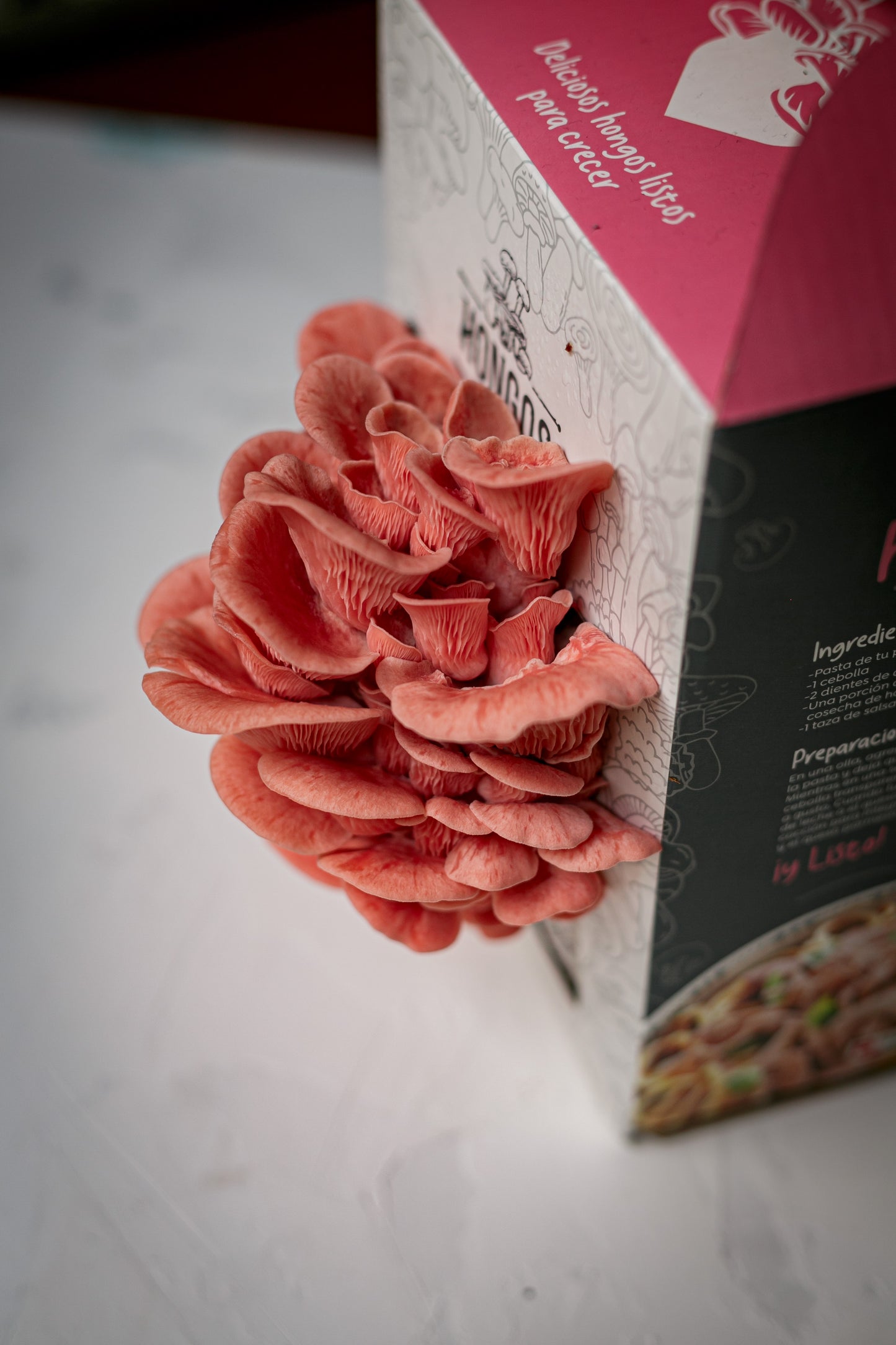 Kit de Cultivo - Ostra Rosa
