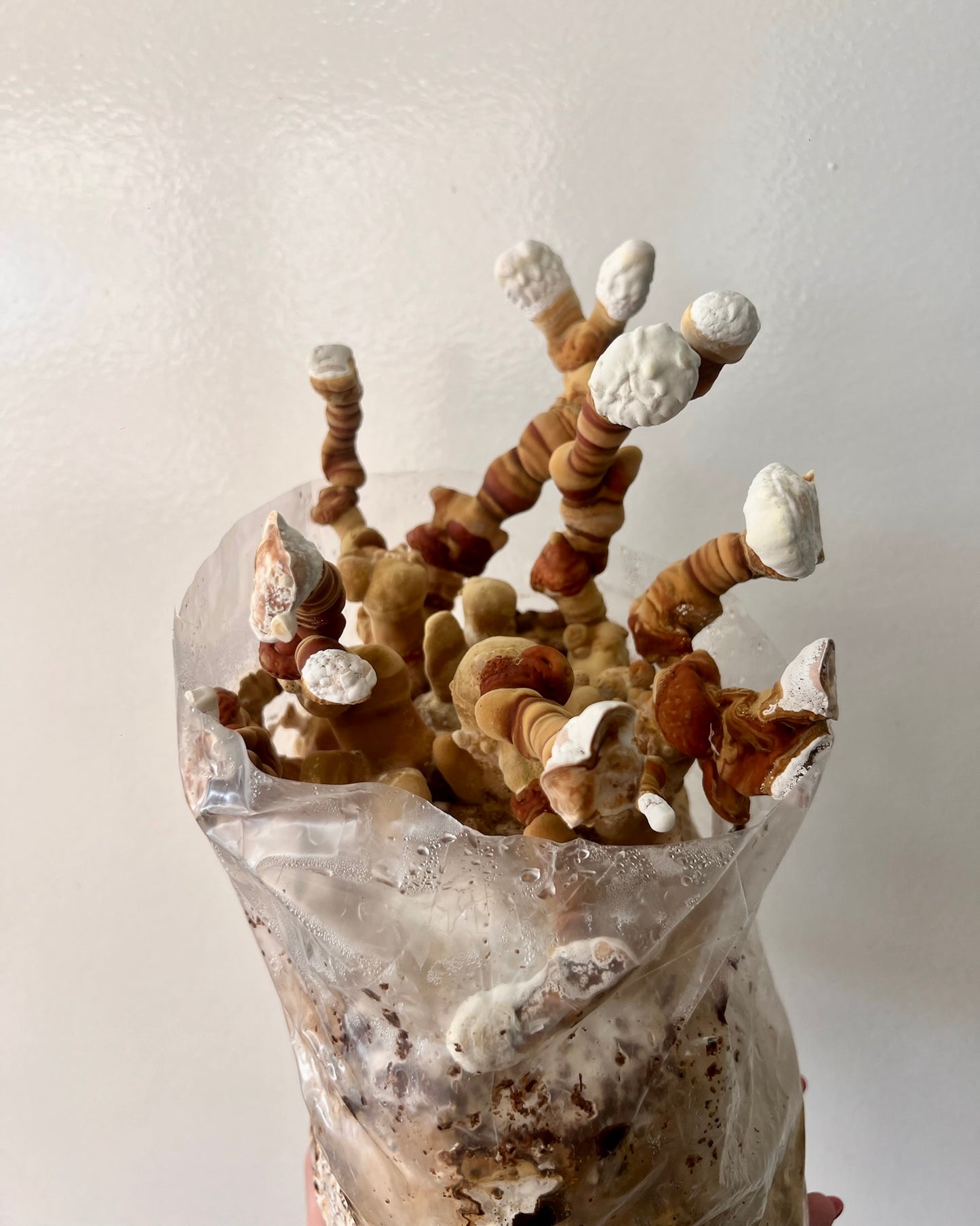 Reishi (ganoderma lucidum) - Fresco