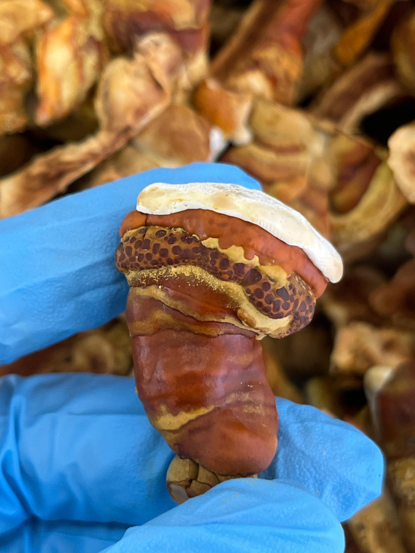 Reishi (ganoderma lucidum) - Fresco