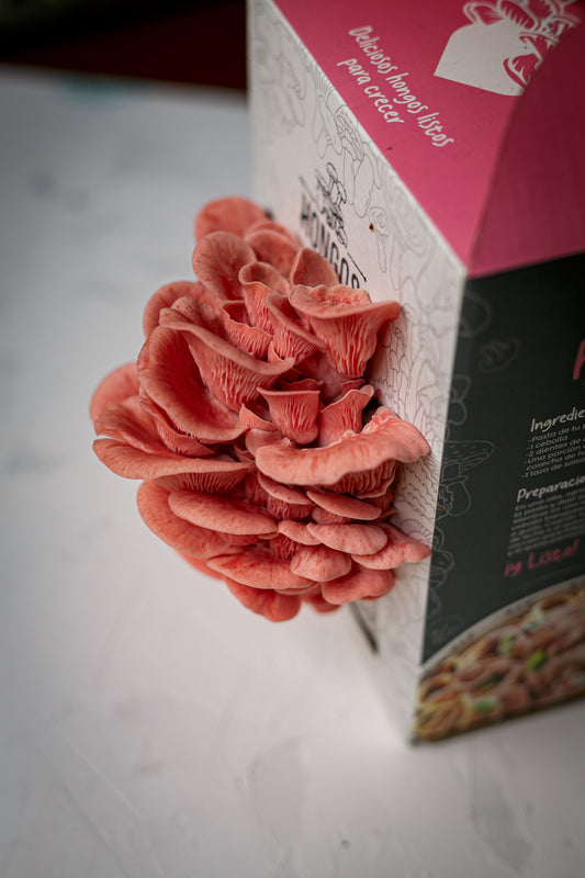 Kit de Cultivo - Ostra Rosa