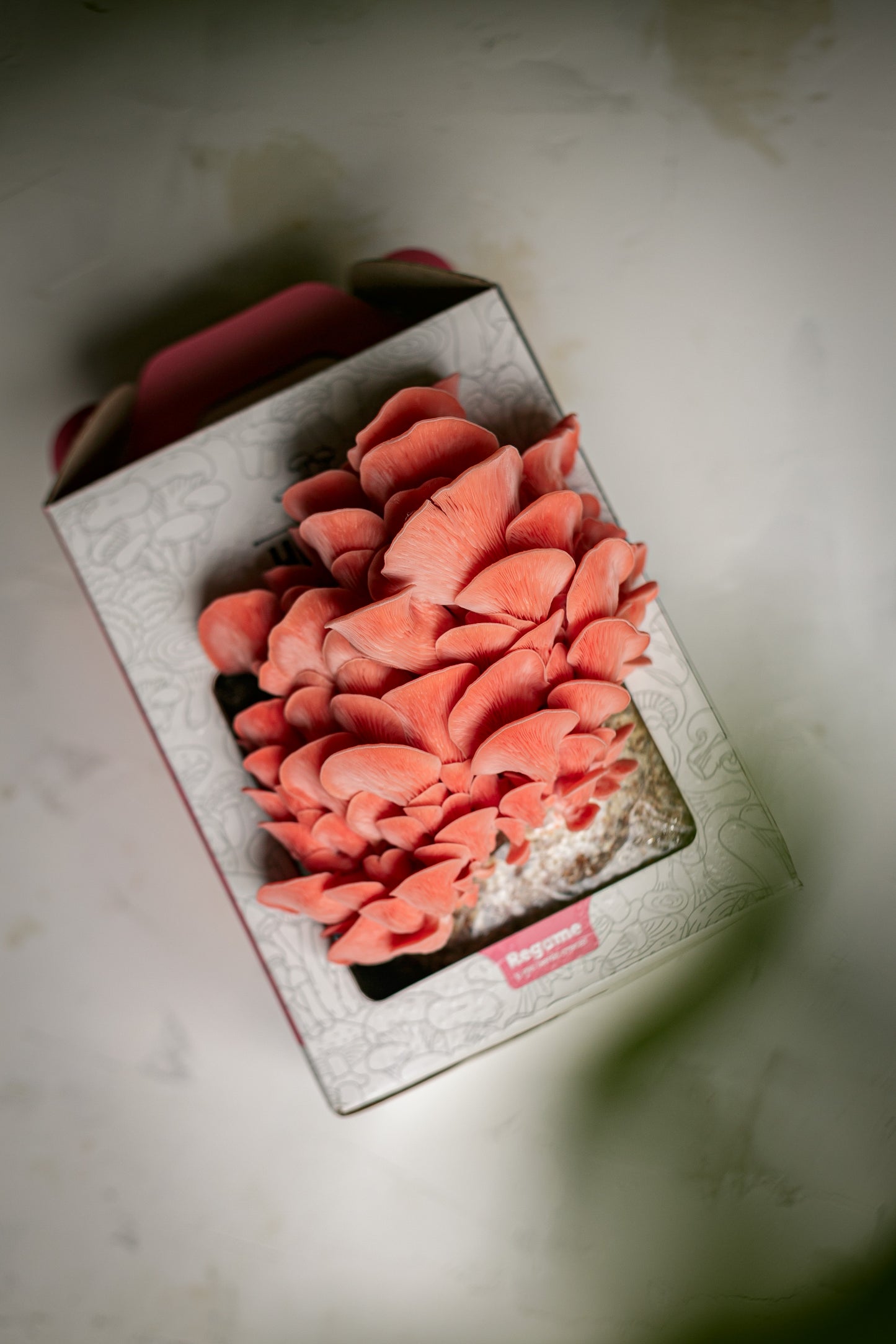 Kit de Cultivo - Ostra Rosa