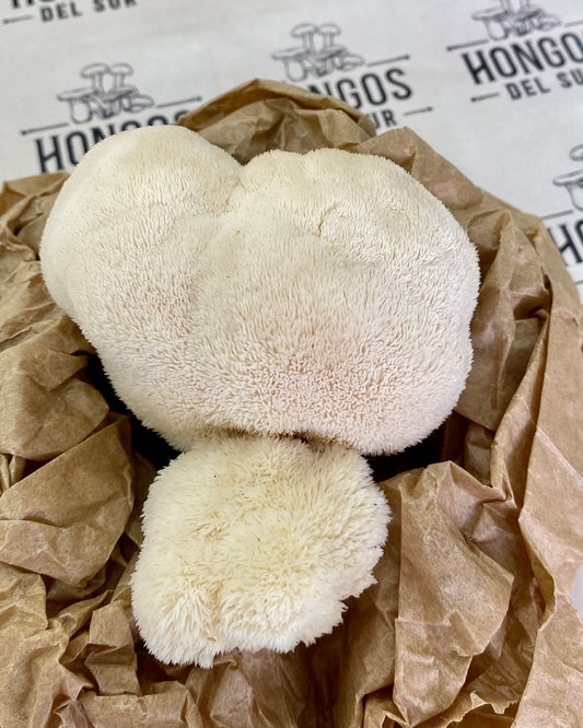 Melena de León (Hericium erinaceus) - Fresco