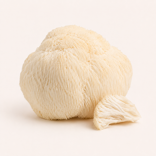 Melena de León (Hericium erinaceus) - Fresco